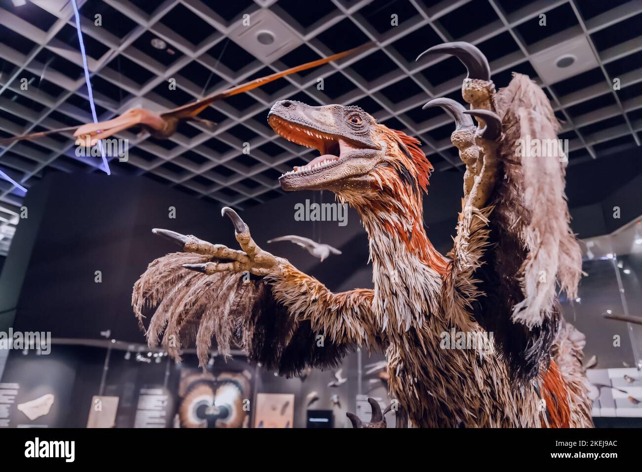 26 juillet 2022, Musée d'Histoire naturelle de Munster, Allemagne : velociraptor ou deinonychus avec plumage. Les plumes sont probablement une caractéristique distinctive des dinos Banque D'Images