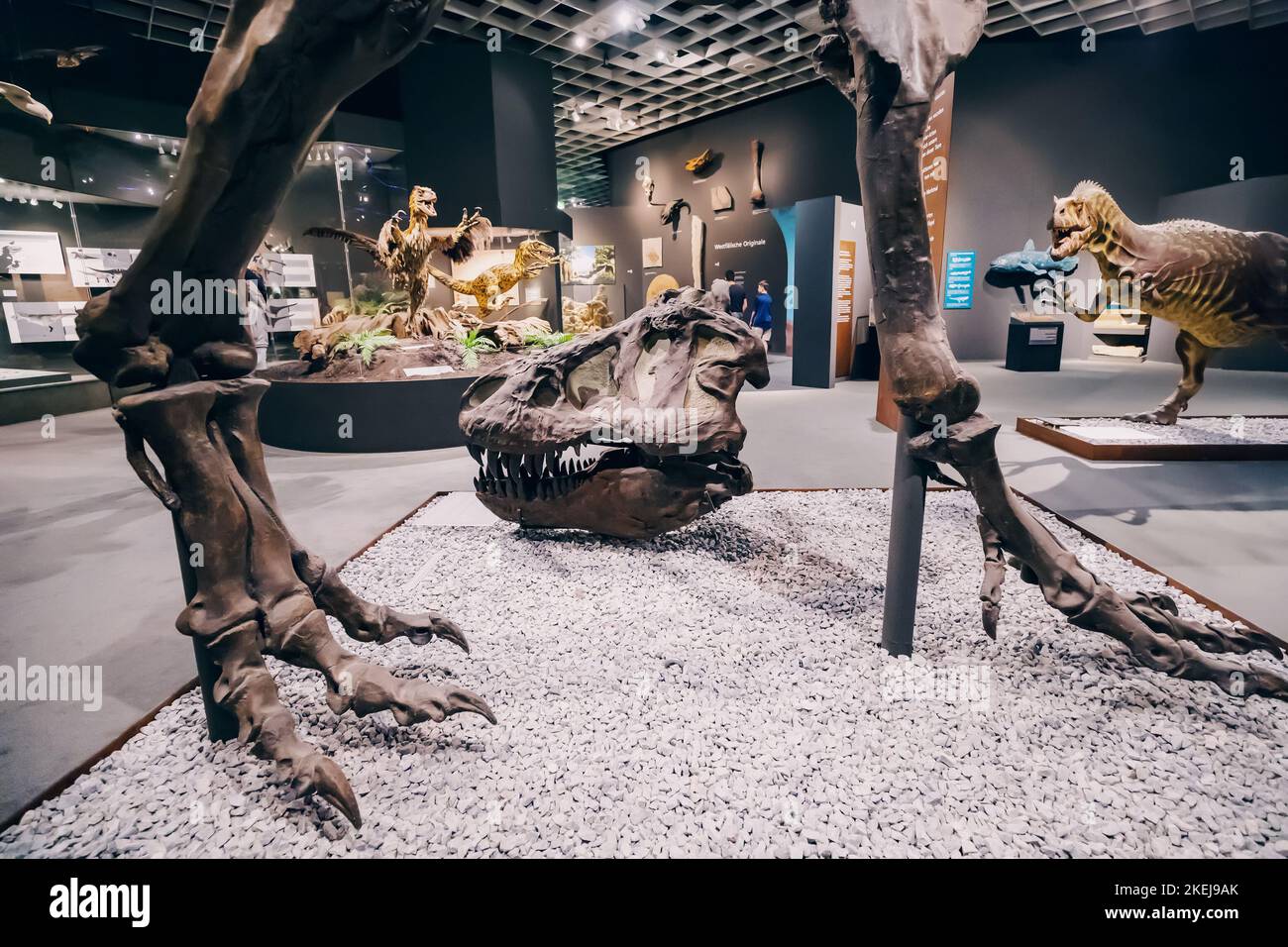 26 juillet 2022, Musée d'Histoire naturelle de Munster, Allemagne : exposition de terrifiants dinosaures squelettes et modèles de peau du Jurassique et du Crétacé Per Banque D'Images