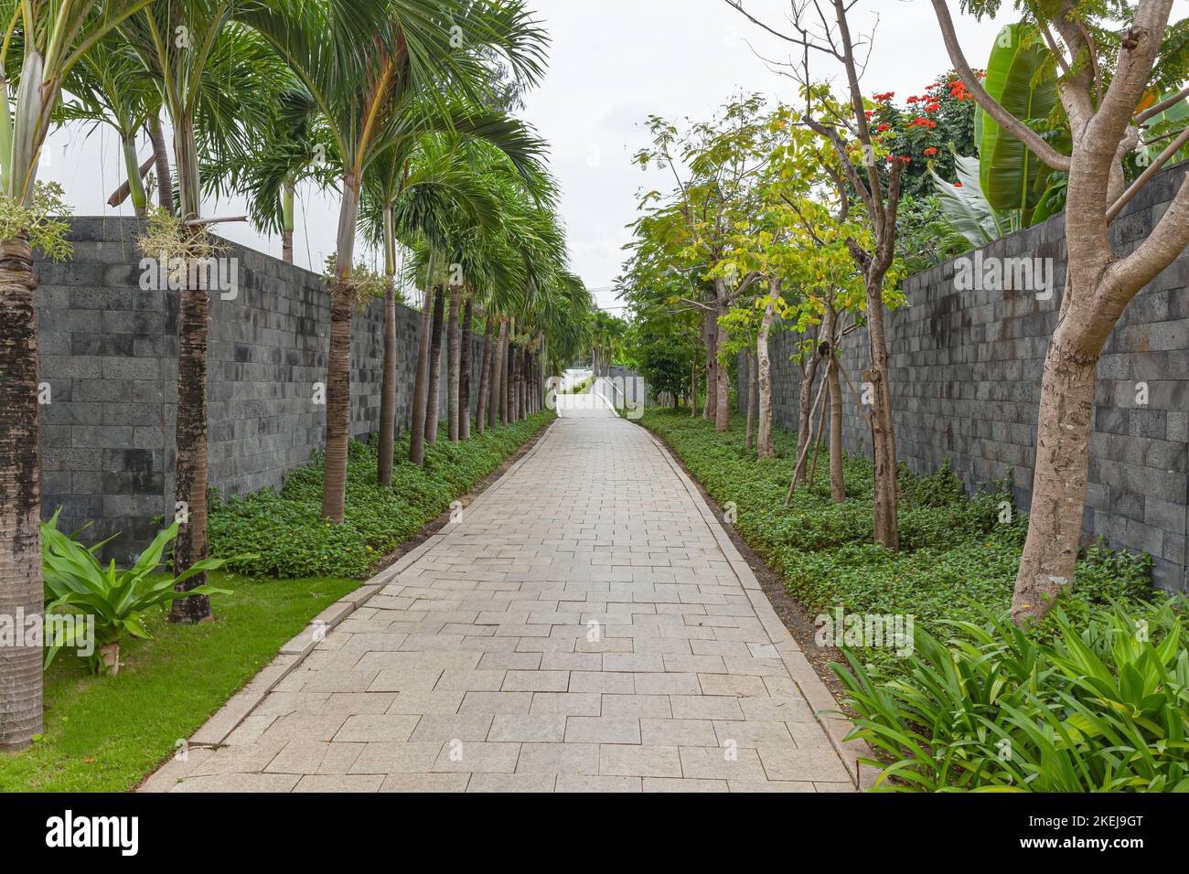 Une passerelle tropicale avec mur en pierre, palmiers verts d'areca Banque D'Images