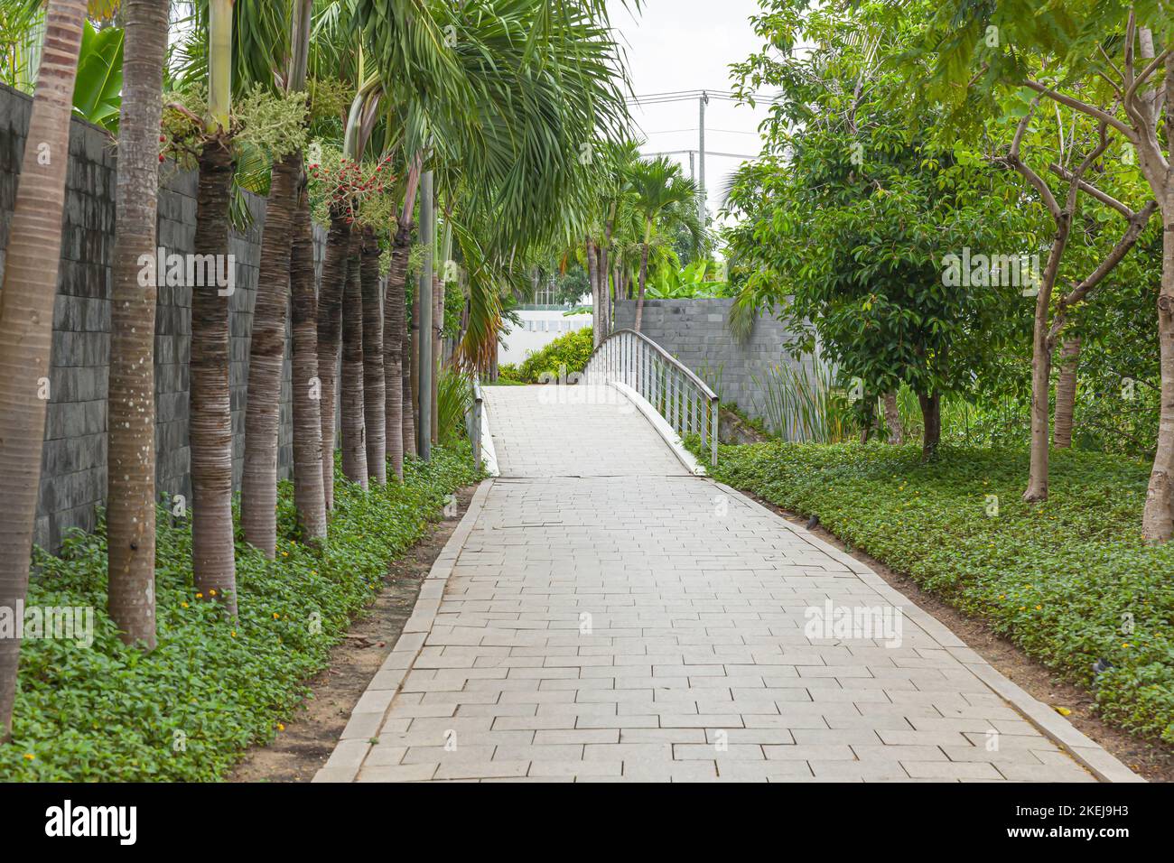 Une passerelle tropicale avec mur en pierre, palmiers verts d'areca Banque D'Images