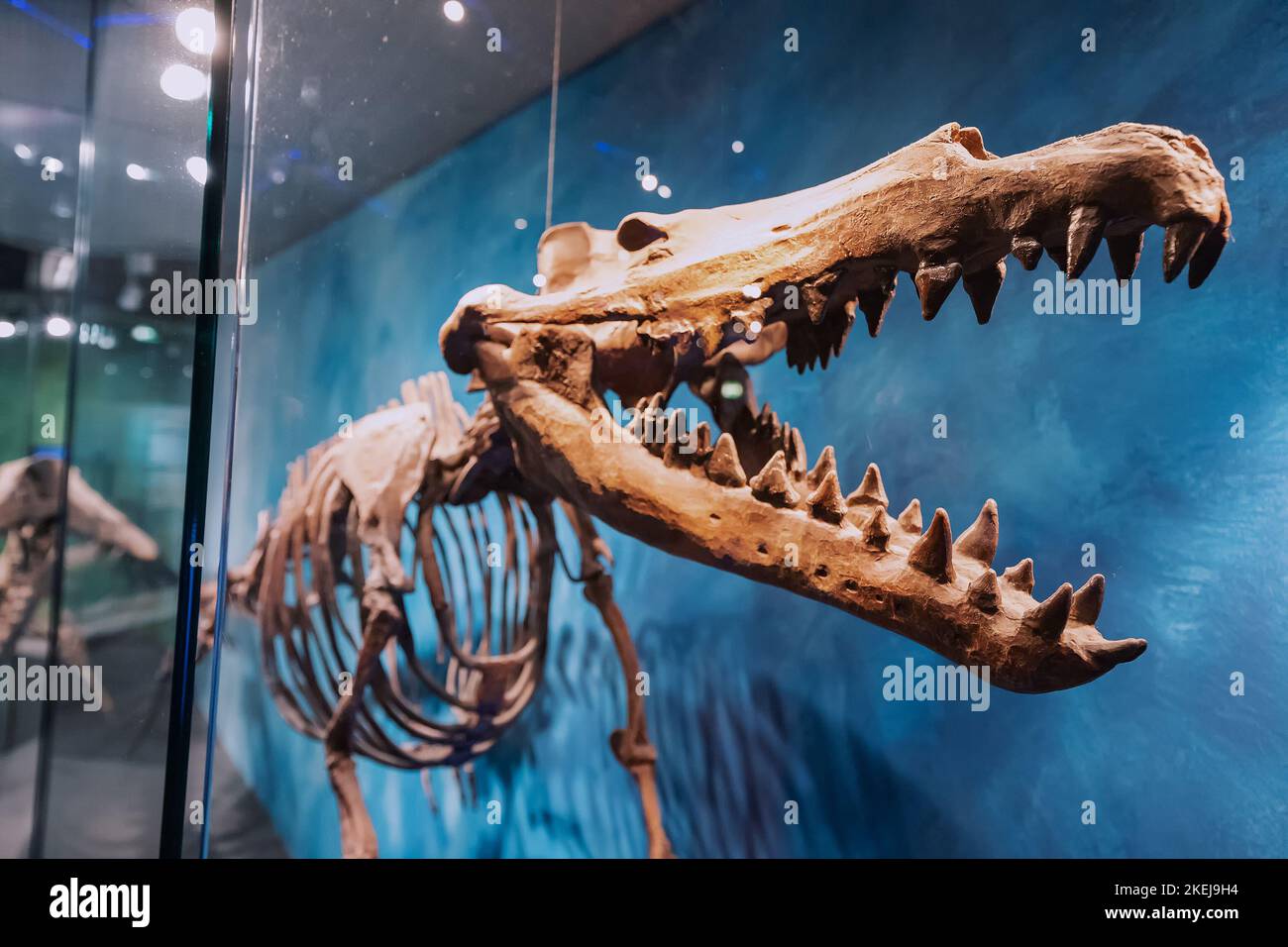 26 juillet 2022, Musée d'histoire naturelle de Munster, Allemagne : squelette de l'eau sous-marine et aquatique énorme Maiacetus ou mère baleine prédateurs dinosaures Banque D'Images