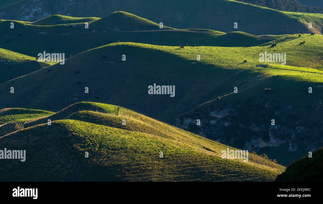 Vaches paissant sur les collines vallonnées de te Mata Peak, soleil de l'après-midi jetant de longues ombres. Hawke’s Bay. Banque D'Images