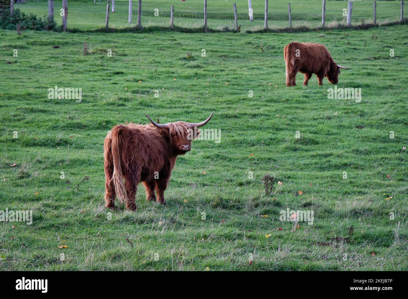 Vaches des Highlands dans un champ à l'automne dans les Highlands écossais Banque D'Images