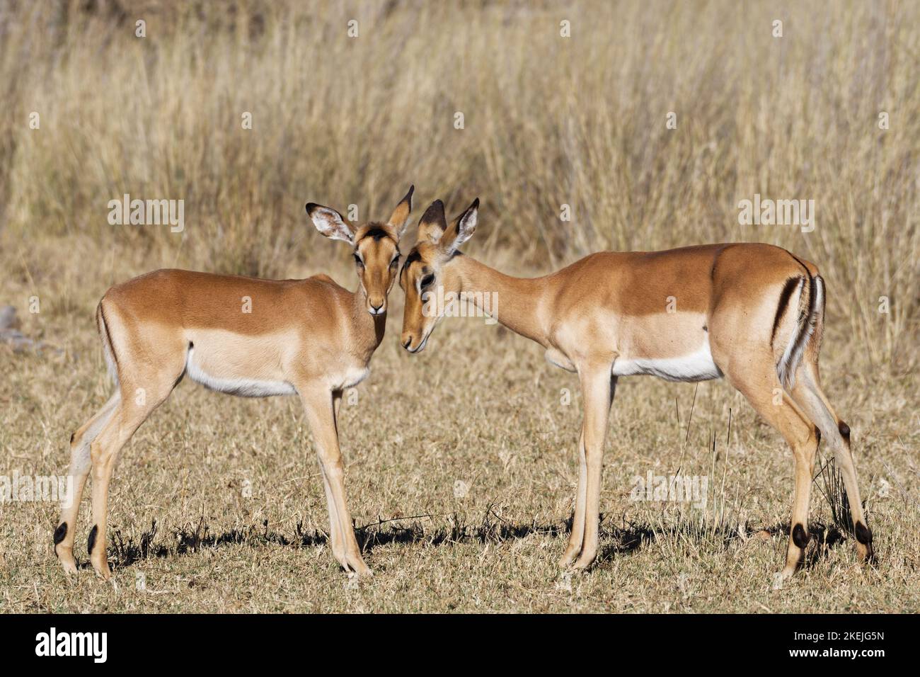 Impalas communes (Aepyceros melampus), deux femelles dans les prairies sèches, montrant affection, contact oculaire, zone centrale de Mahango, parc national de Bwabwata, Namibie, Banque D'Images