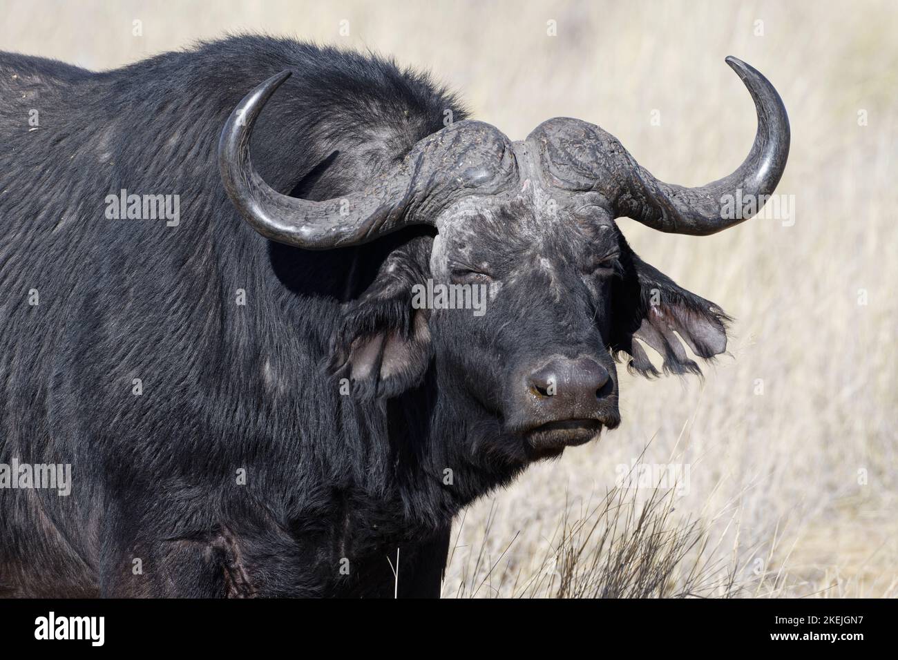 Cape Buffalo (Syncerus caffer), homme adulte en herbe sèche, contact avec les yeux, portrait d'animal, zone principale de Mahango, parc national de Bwabwata, Namibie, Afrique Banque D'Images