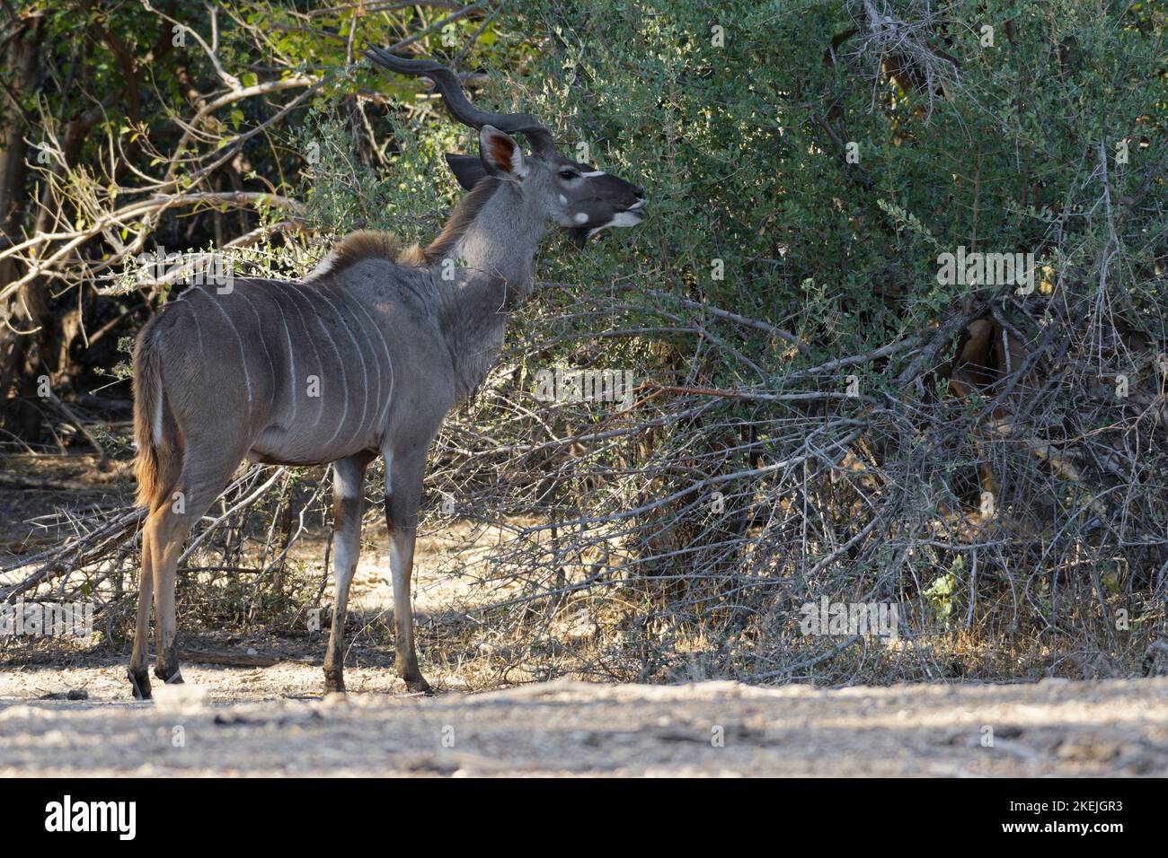 Grand kudu (Tragelaphus strepsiceros), homme adulte devant un arbre, alimentation sur les feuilles, zone centrale de Mahango, parc national de Bwabwata, Namibie, Afrique Banque D'Images