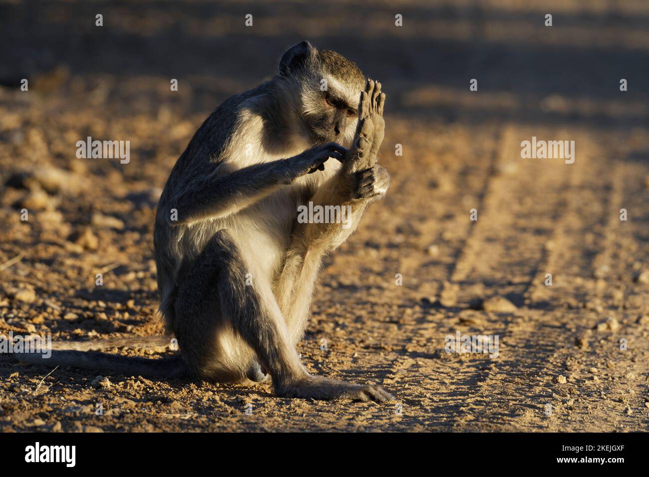 Singe vervet (Chlorocebus pygerythrus), homme adulte assis sur une route de terre, toilettage, lumière du soir, Mahango Core Area, parc national de Bwabwata, Namibie Banque D'Images