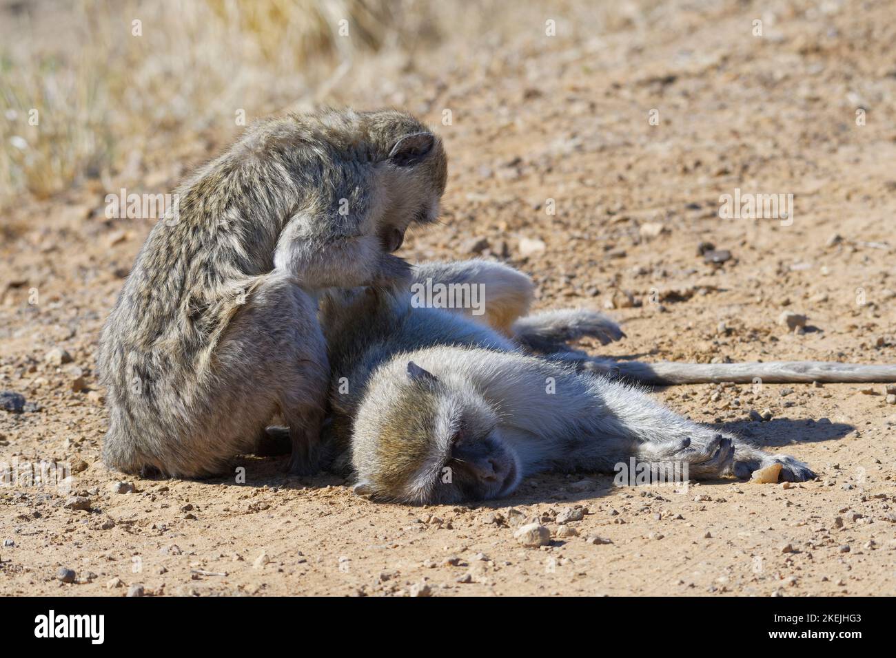 Singes vervet (Chlorocebus pygerythrus), deux adultes sur une route de terre, toilettage, Mahango Core Area, parc national de Bwabwata, Namibie, Afrique Banque D'Images