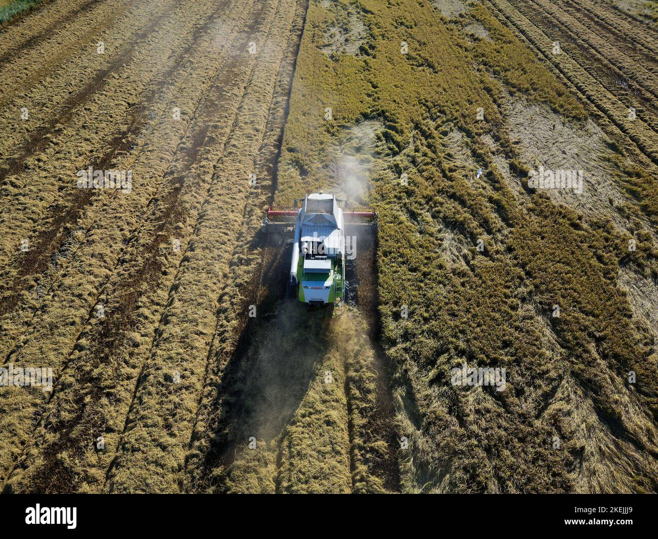 Vue aérienne par drone de la récolte du riz par machine tracteur sur un vaste champ. Agriculture industrielle et agriculture. Activités de récolte de paddy Banque D'Images