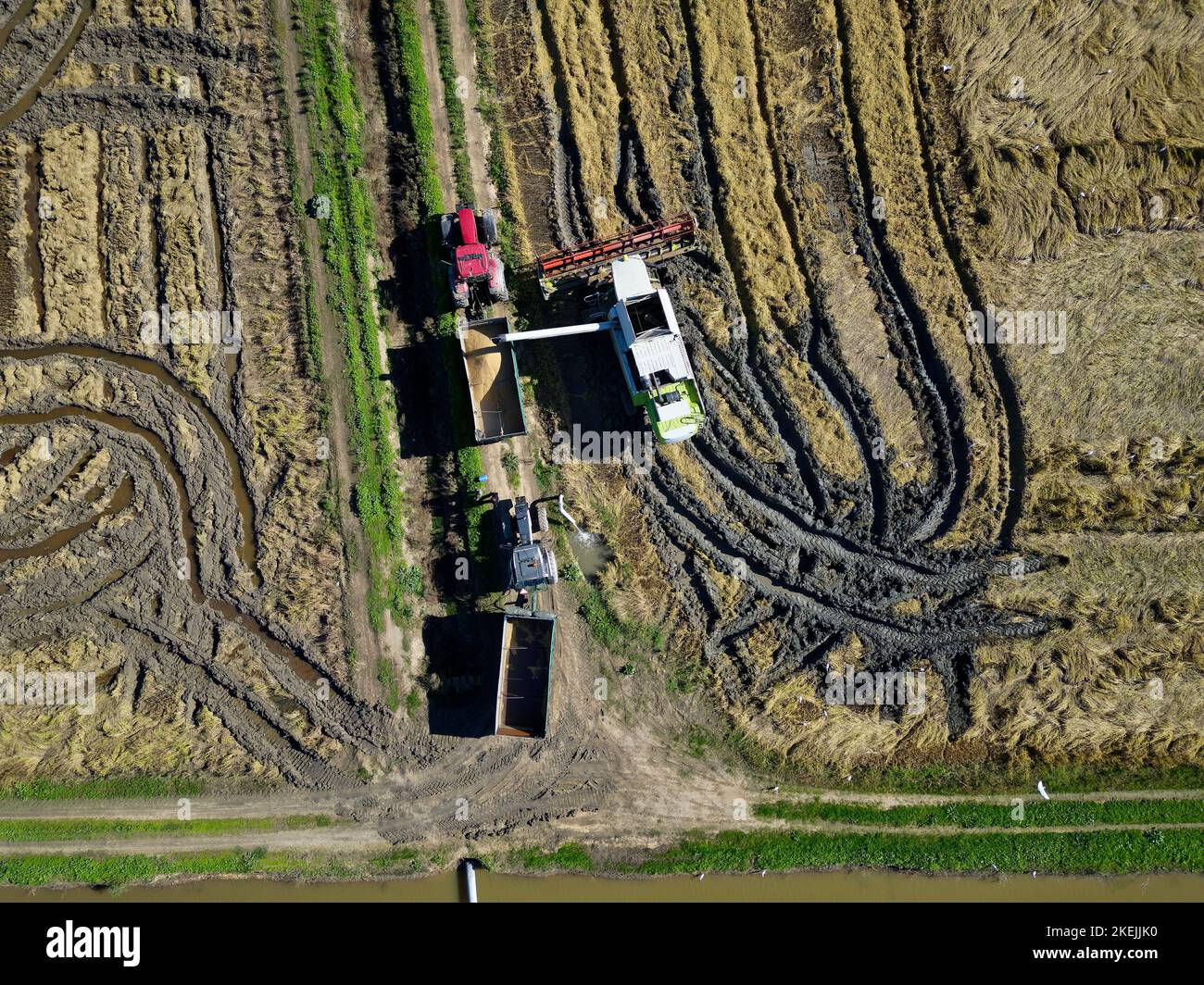Vue aérienne par drone de la récolteuse de riz déchargeant le grain de riz sur le camion. Agriculture industrielle et agriculture.activités de récolte de Paddy. Banque D'Images