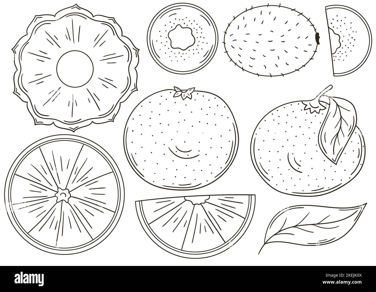 Ensemble d'illustrations vectorielles dessinées à la main. Affiche colorante avec fruits tropicaux. Collection d'icônes, d'autocollants. Fruits exotiques Illustration de Vecteur