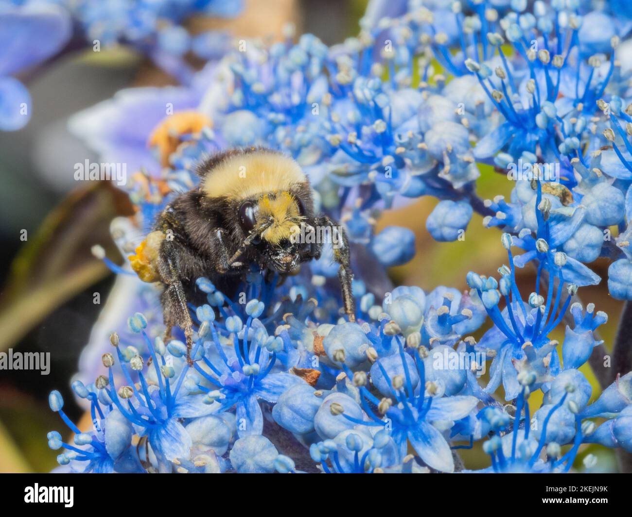 Vue macro d'une abeille jaune sur les fleurs bleues de l'usine de Dichora Banque D'Images