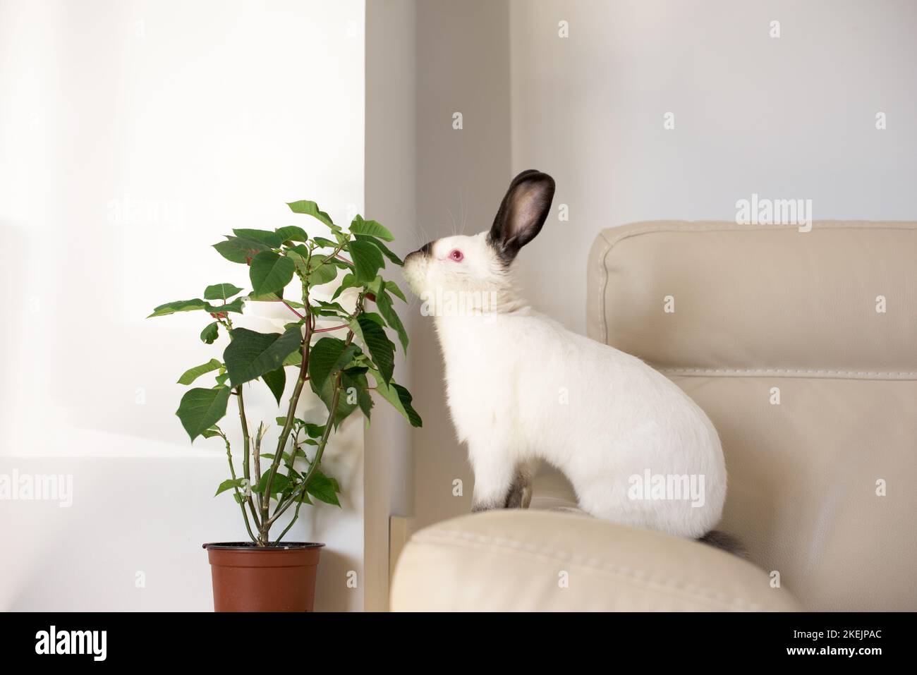 Un lapin blanc aux yeux rouges et aux oreilles noires est assis sur un canapé en cuir blanc et mange une plante Banque D'Images