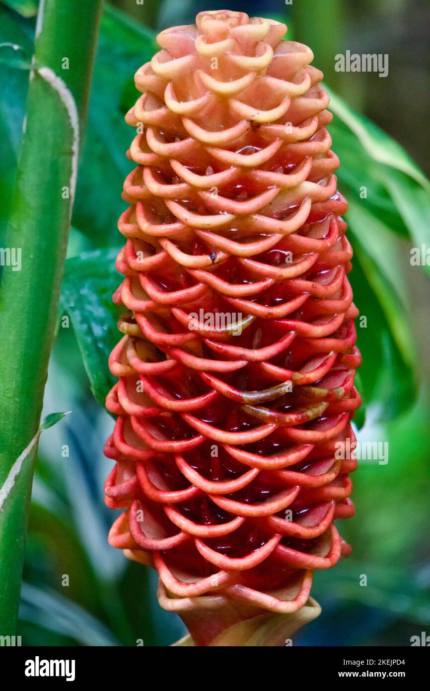 Shampooing/Pinecone Ginger, Zingiber zerumbet Banque D'Images