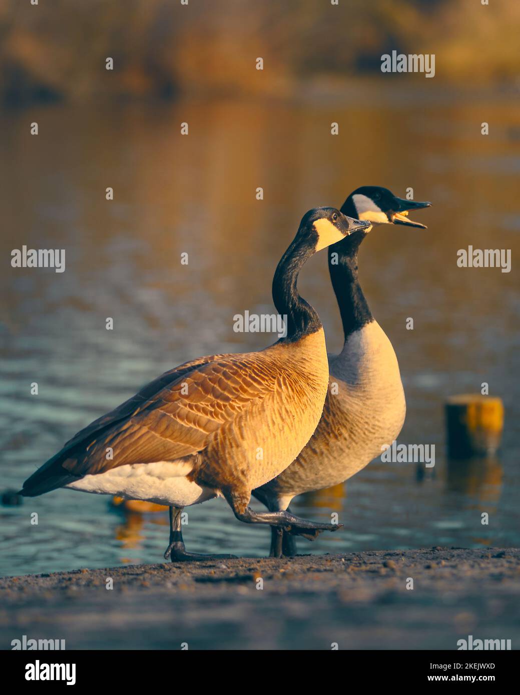 Dans le parc de canard Banque D'Images