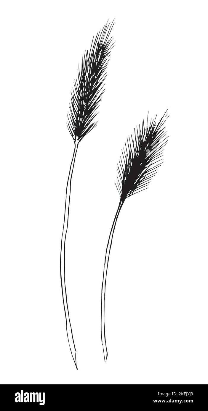 Dessin vectoriel de blé dessiné à la main. Dessin d'orge en ligne pour étiquette ou logo de bière pour la production de farine ou de bière. Illustration gravée de la plante. Ligne noire sur fond isolé. Illustration de Vecteur