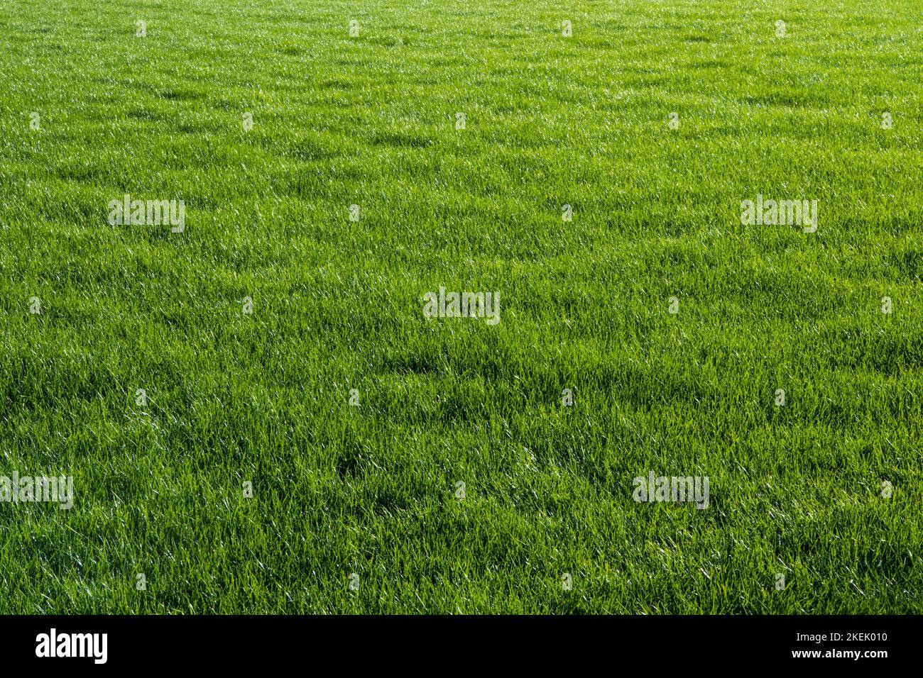 Enregistrement de la prairie devant le saut à ski Garmisch-Partenkirchen, fond vert structuré Banque D'Images