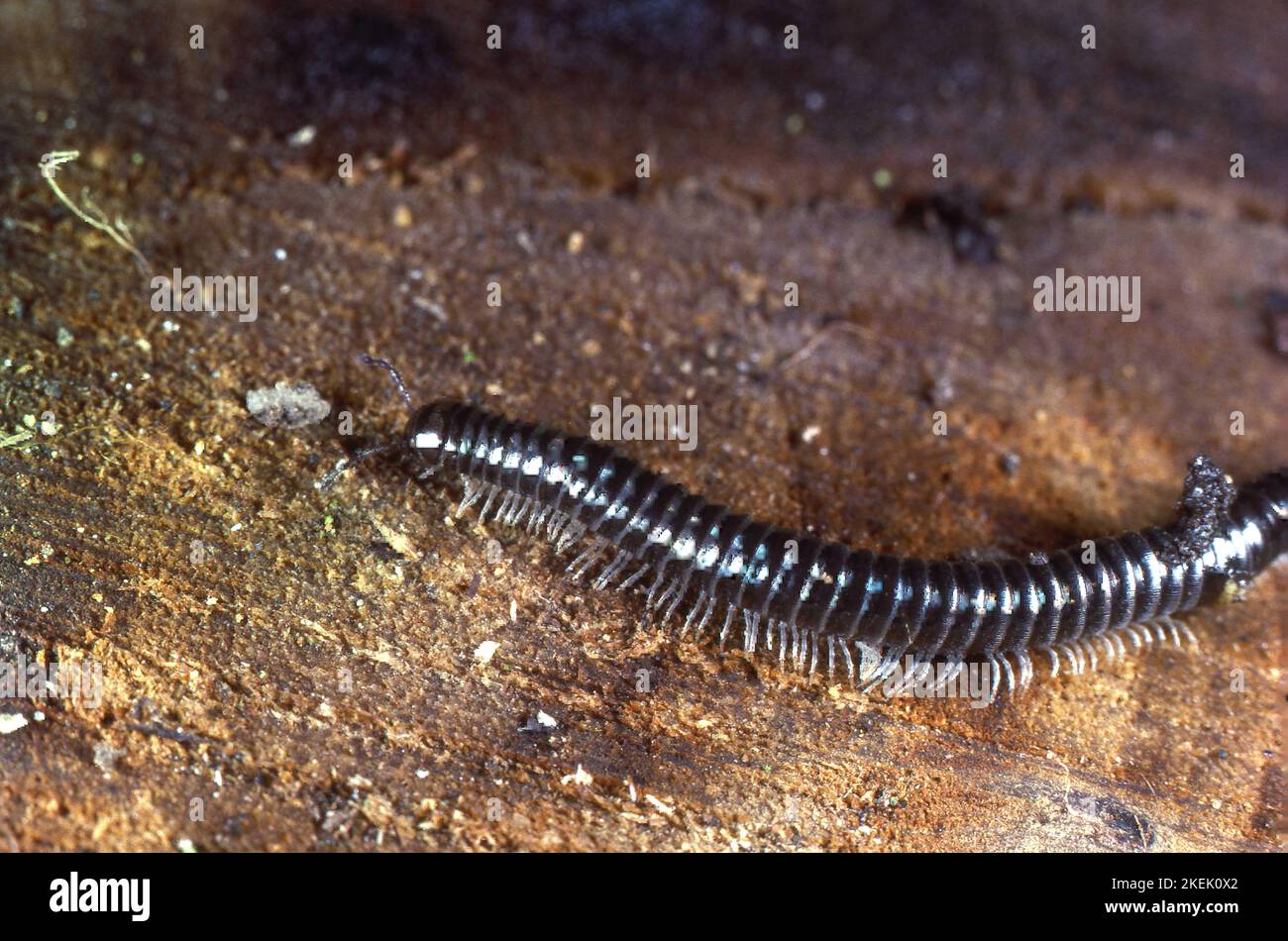 Serpent millipede à pattes blanches Banque D'Images