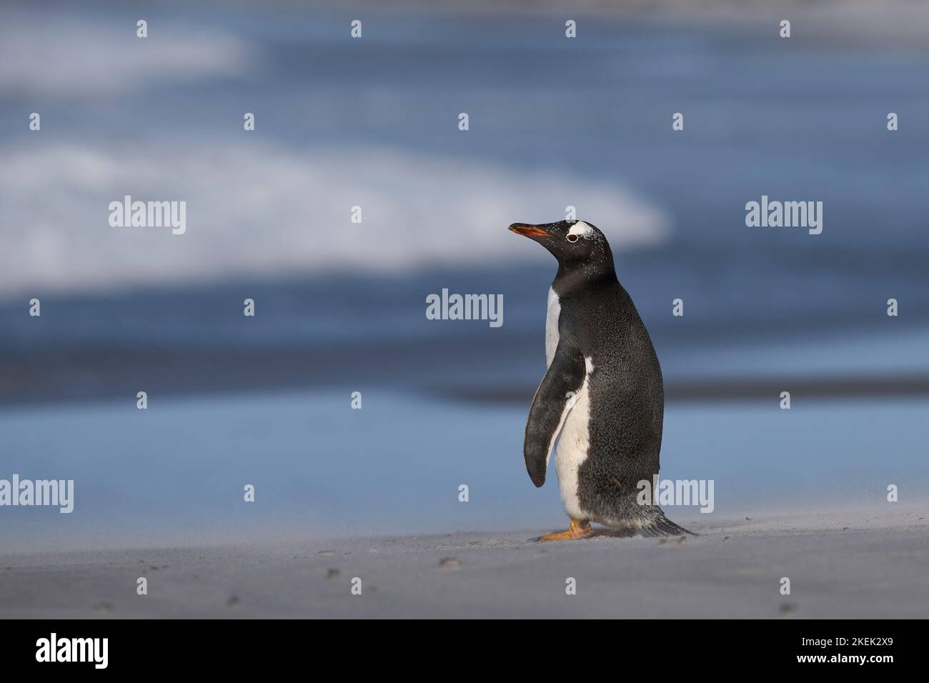 Penguin Gentoo (Pygoscelis papouasie) debout sur la plage après être venu à terre sur l'île Sea Lion dans les îles Falkland. Banque D'Images