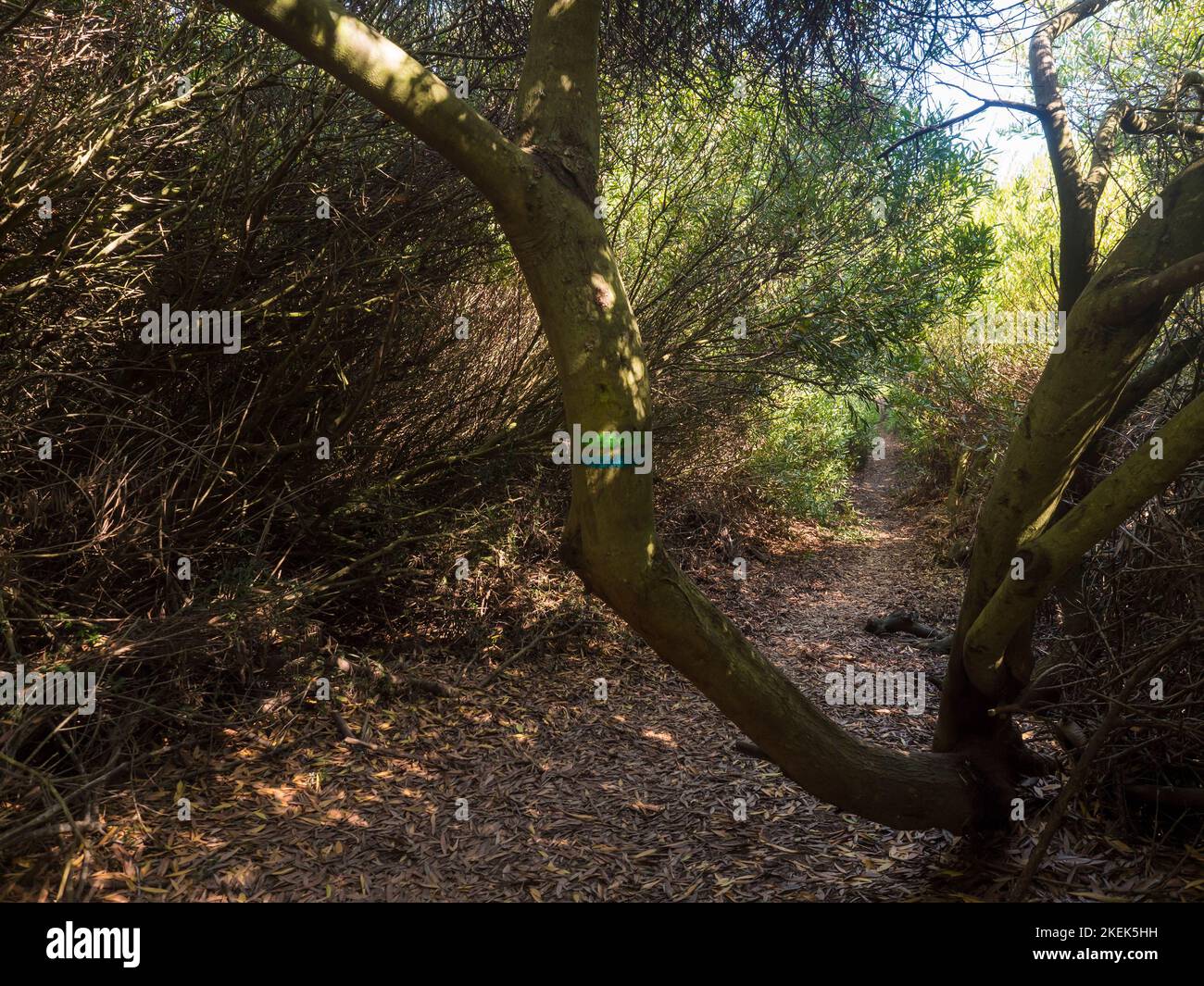 Vieux tronc d'arbre avec signe bleu et vert de la piste de Fishermans avec sentier menant à travers la végétation dense verte. Belle route côtière de randonnée qui Banque D'Images