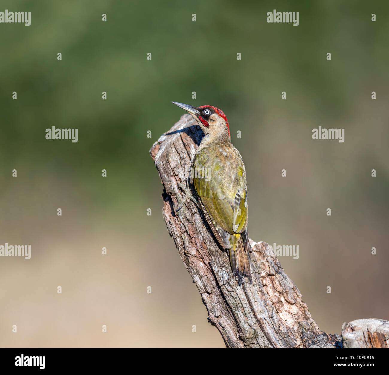 Pic vert ; Picus viridis ; mâle sur souche d'arbre ; Royaume-Uni Banque D'Images