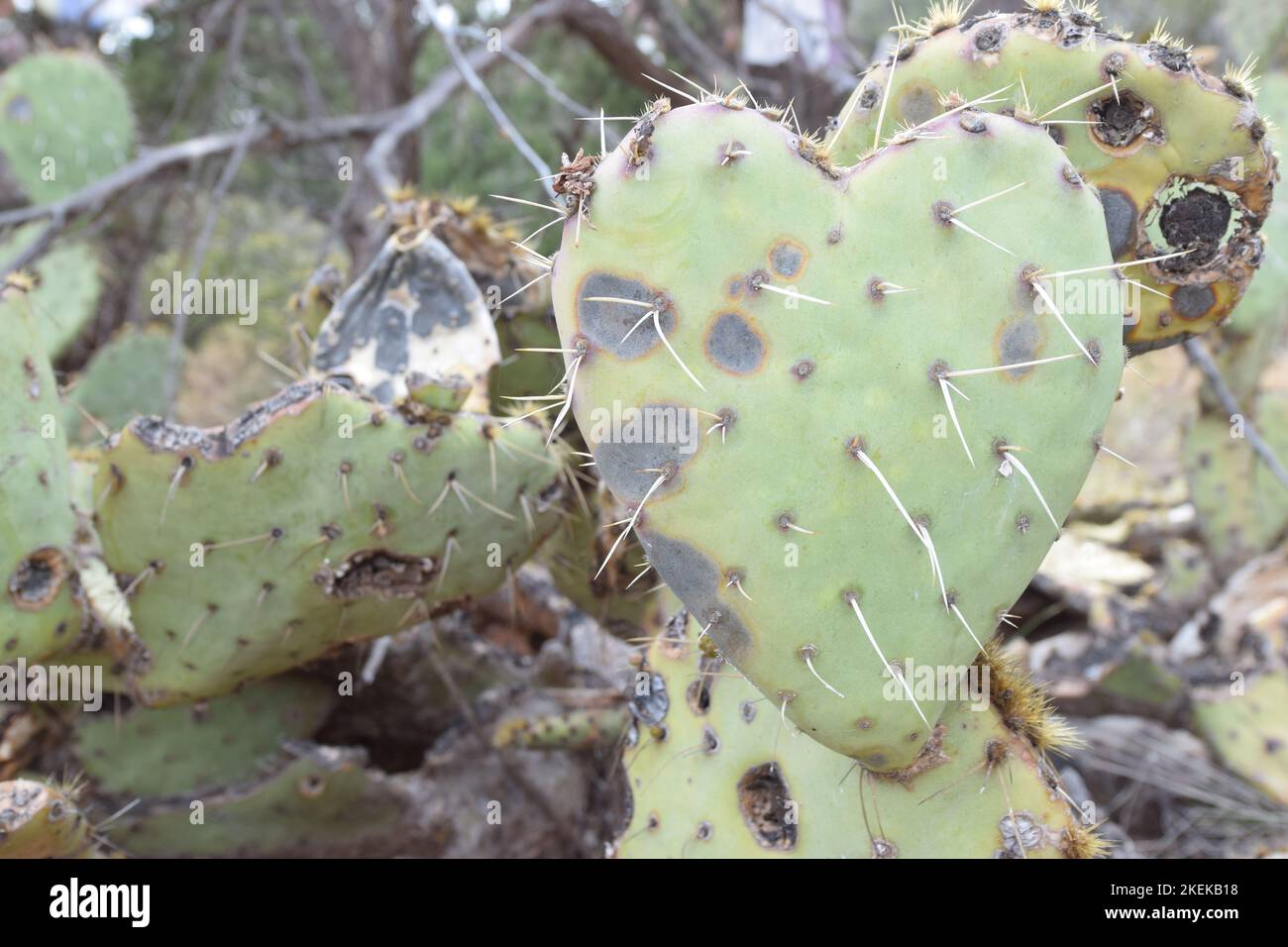 Cactus poire en forme de coeur Banque D'Images