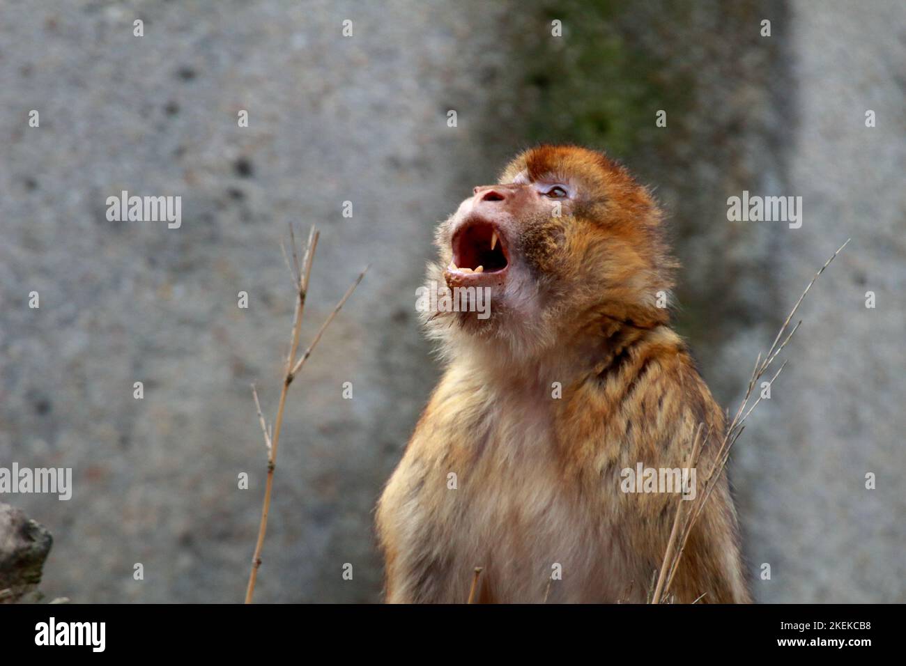 Un singe regardant vers le haut avec la bouche ouverte contre un mur en béton flou Banque D'Images