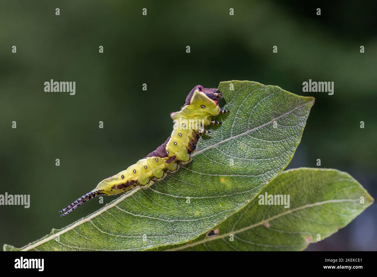 Puss Moth ; Cerura Vinula ; larve on Willow ; Royaume-Uni Banque D'Images