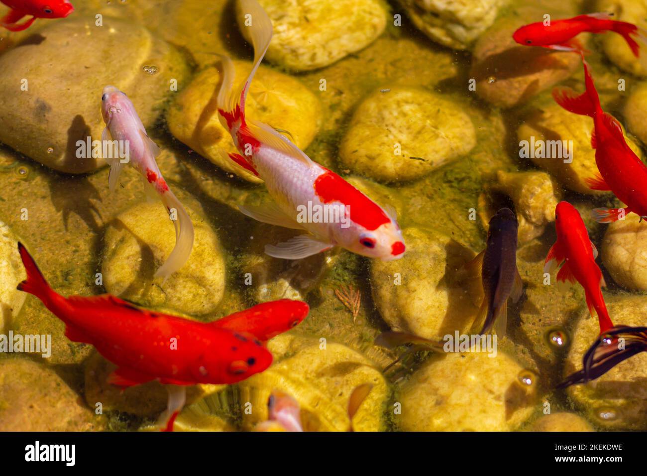 Poissons colorés nageant dans l'étang Banque D'Images