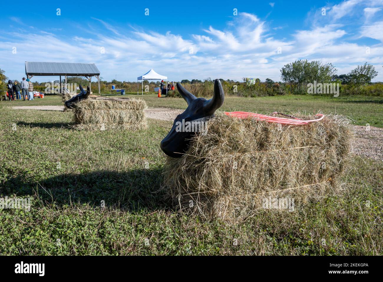 Balles de foin fixées avec des têtes de vache et une corde pour que les enfants puissent jouer dans un parc local. Houston, Texas, États-Unis. Banque D'Images
