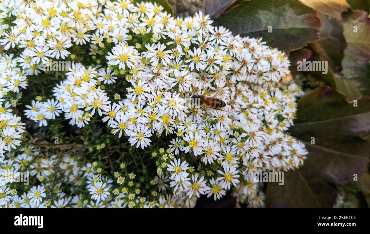 Petites fleurs blanches d'aster blanc ou d'aster givré ou d'aster de heath (Symphyotrichum ericoides) gros plan Banque D'Images