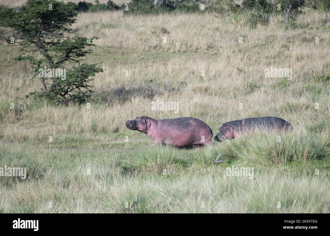 Deux hippopotames (Hippopotamus amphibius) retournent dans l'eau après avoir paître sur la terre Banque D'Images