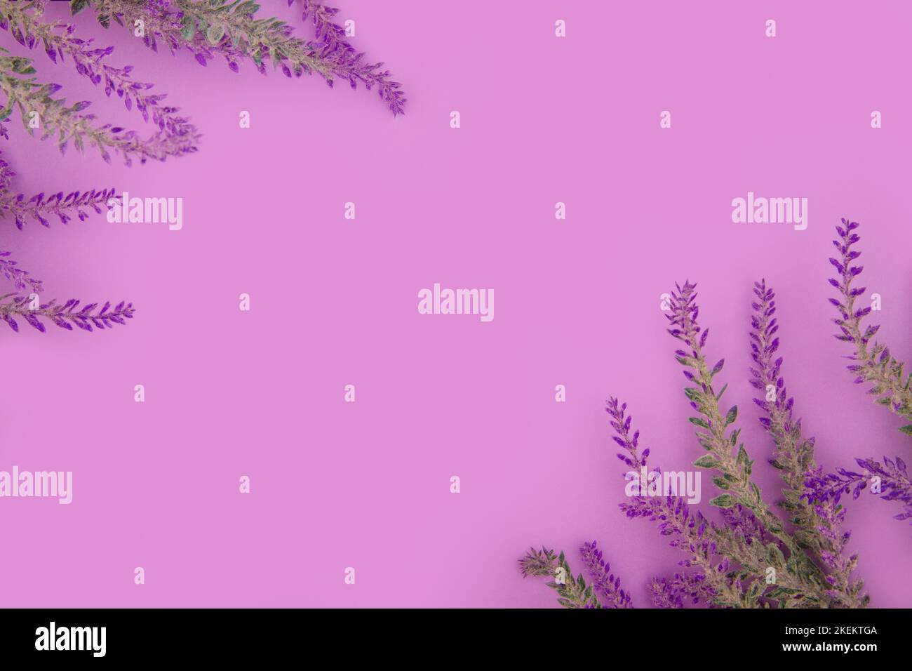 Vue de dessus des fleurs chinées sur fond violet Banque D'Images