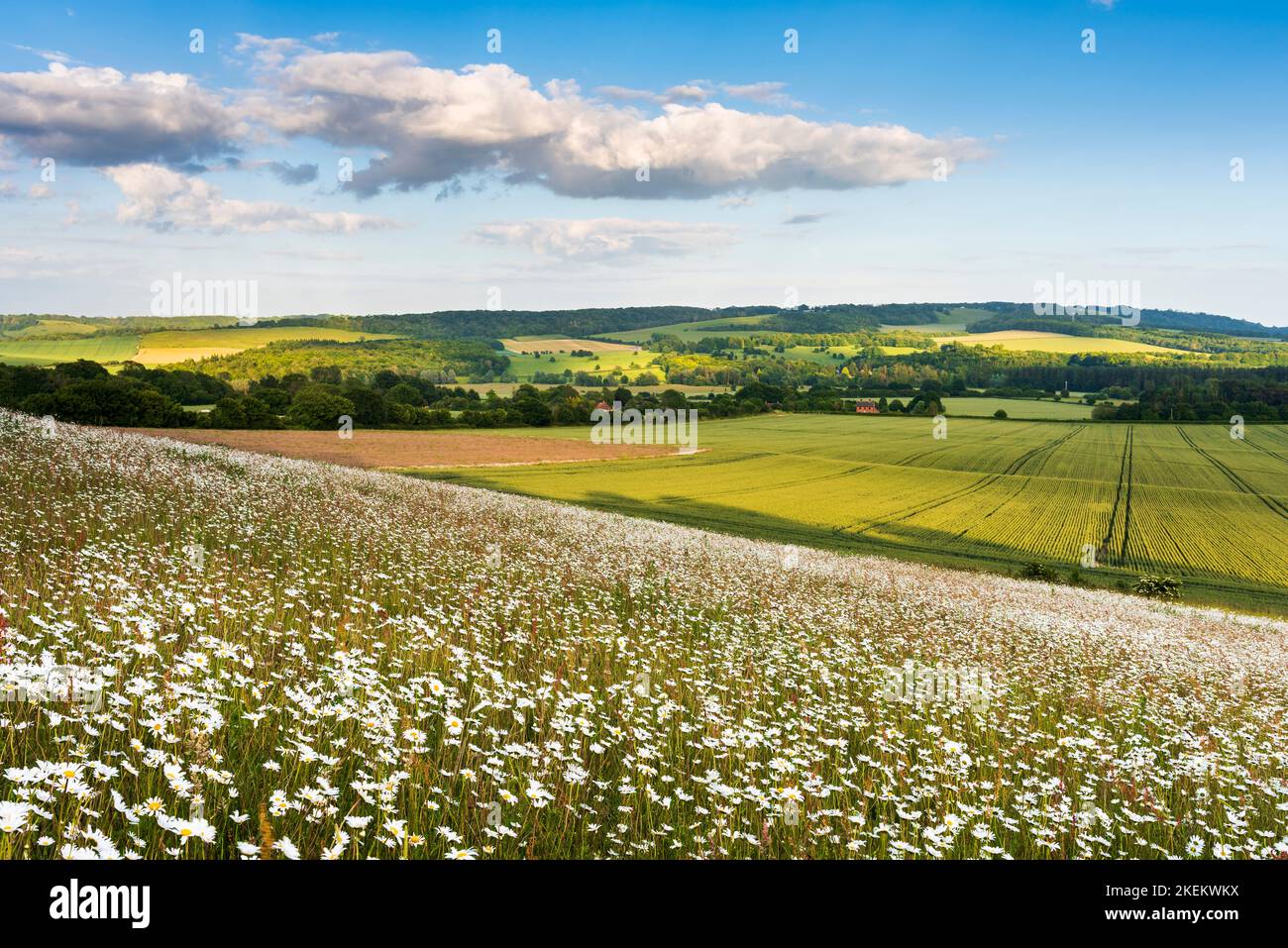 Les pâquerettes d'Oxeye grandissent dans l'AONB de Kent Downs près d'Ashford Banque D'Images
