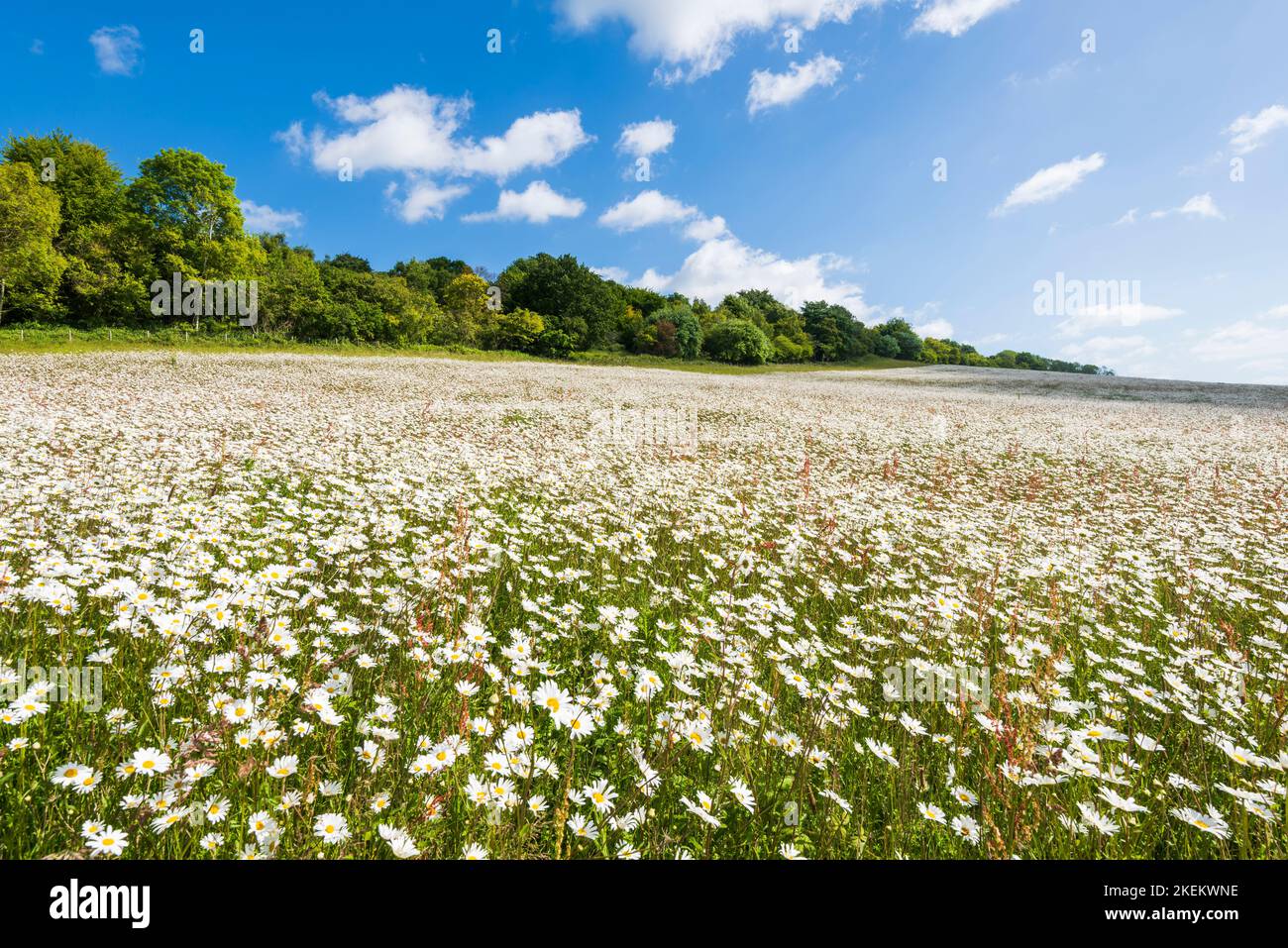Les pâquerettes d'Oxeye grandissent dans l'AONB de Kent Downs près d'Ashford Banque D'Images