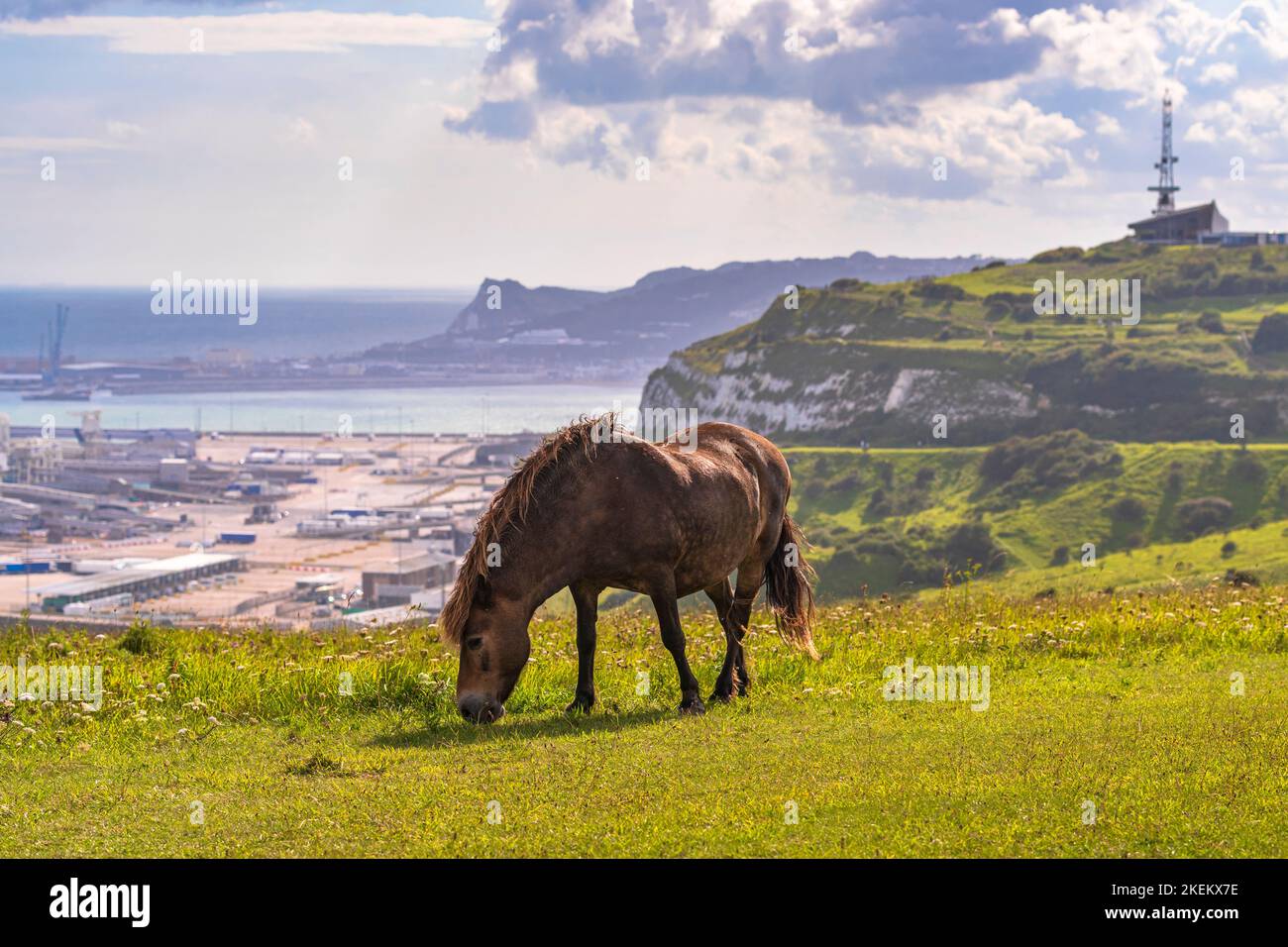 Poney sauvage sur les falaises blanches de Douvres avec le port en arrière-plan Banque D'Images