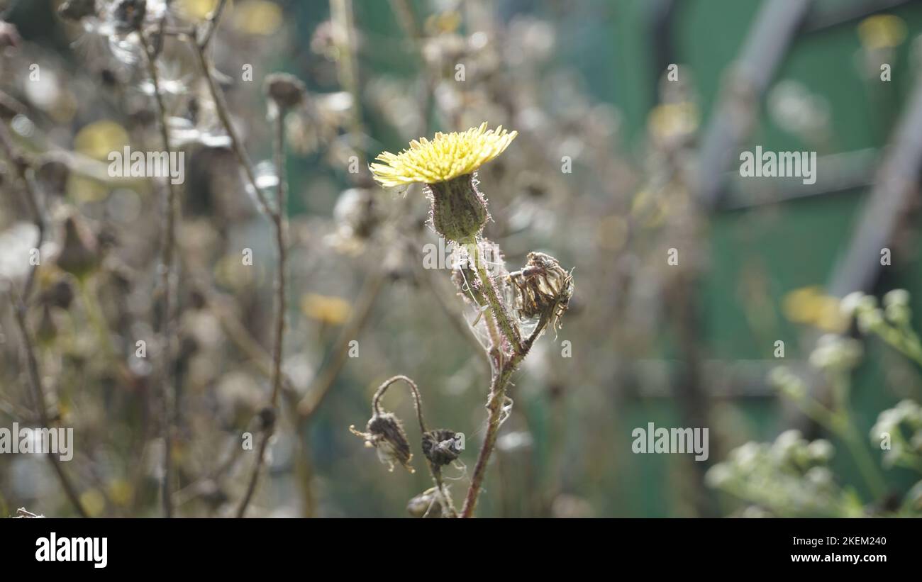 Sonchus asper aussi connu sous le nom de Spity sowchardon, chardon à lait brut etc. Belle fleur jaune de plante sauvage avec fond naturel. Banque D'Images