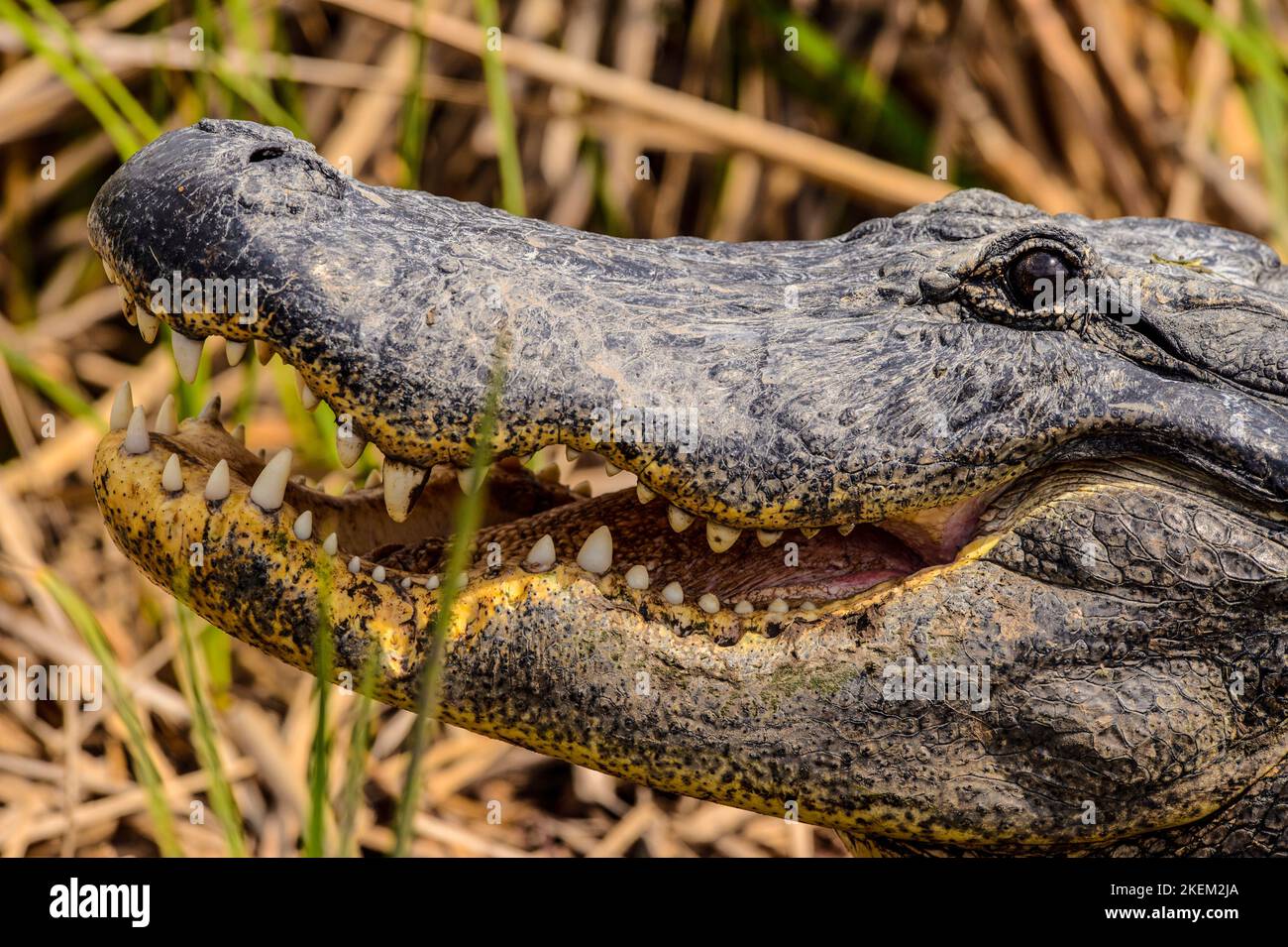 Alligator américain (Alligator mississipiensis), centre d'observation des oiseaux Leonabelle, Port Aransas, Texas, États-Unis Banque D'Images