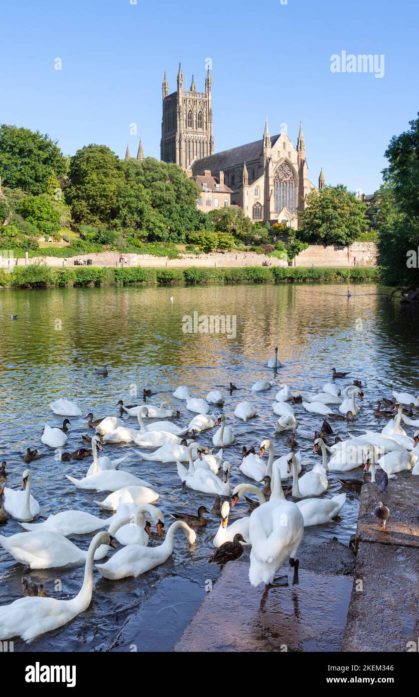 Worcester Swans on the River severn Worcester Cathedral River Severn Worcester Cathedral Worcester Worcester Worcester Worcestershire England UK GB Europe Banque D'Images