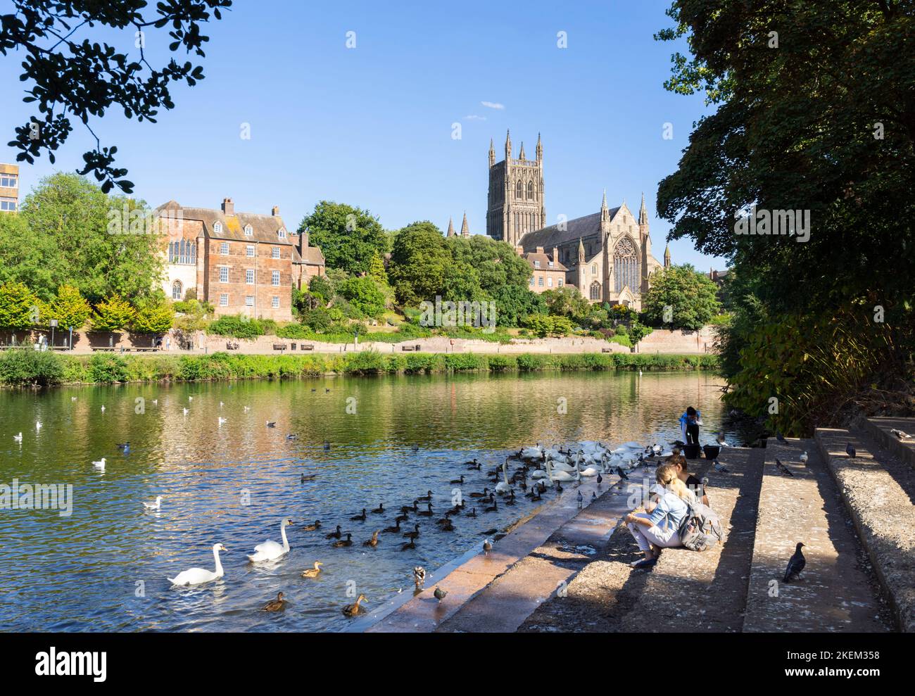 Worcester Swans on the River severn Worcester Cathedral River Severn Worcester Cathedral Worcester Worcester Worcester Worcestershire England UK GB Europe Banque D'Images