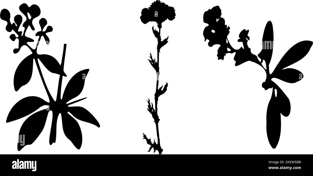 Collection de plantes, fleurs et herbes. Silhouettes noires de plantes. Motifs botaniques. Illustration de Vecteur