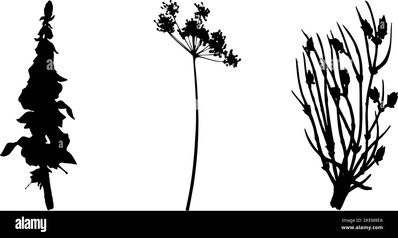 Collection de plantes, fleurs et herbes. Silhouettes noires de plantes. Illustration de Vecteur