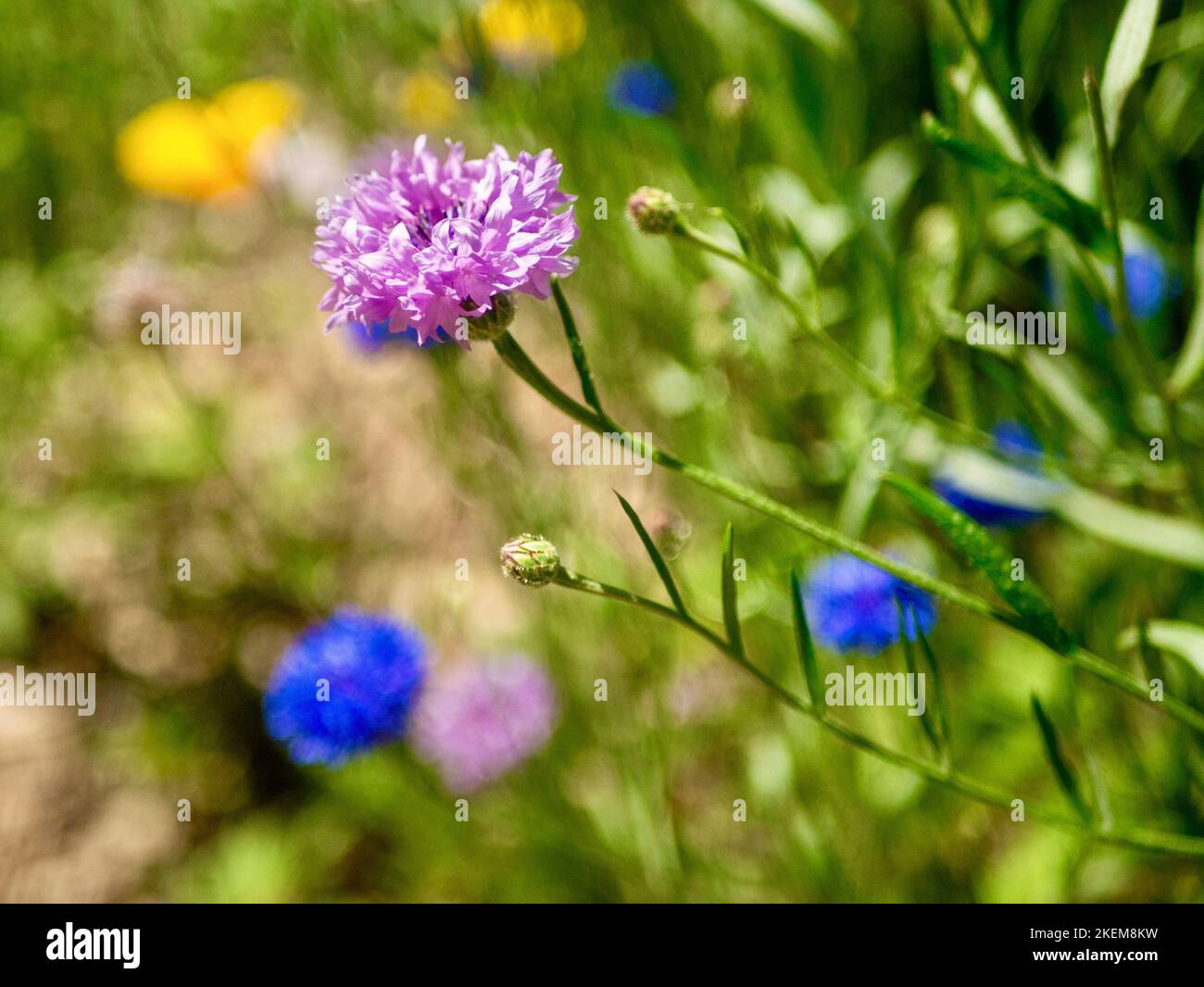 Un gros plan d'une fleur de maïs rose dans le champ vert Banque D'Images