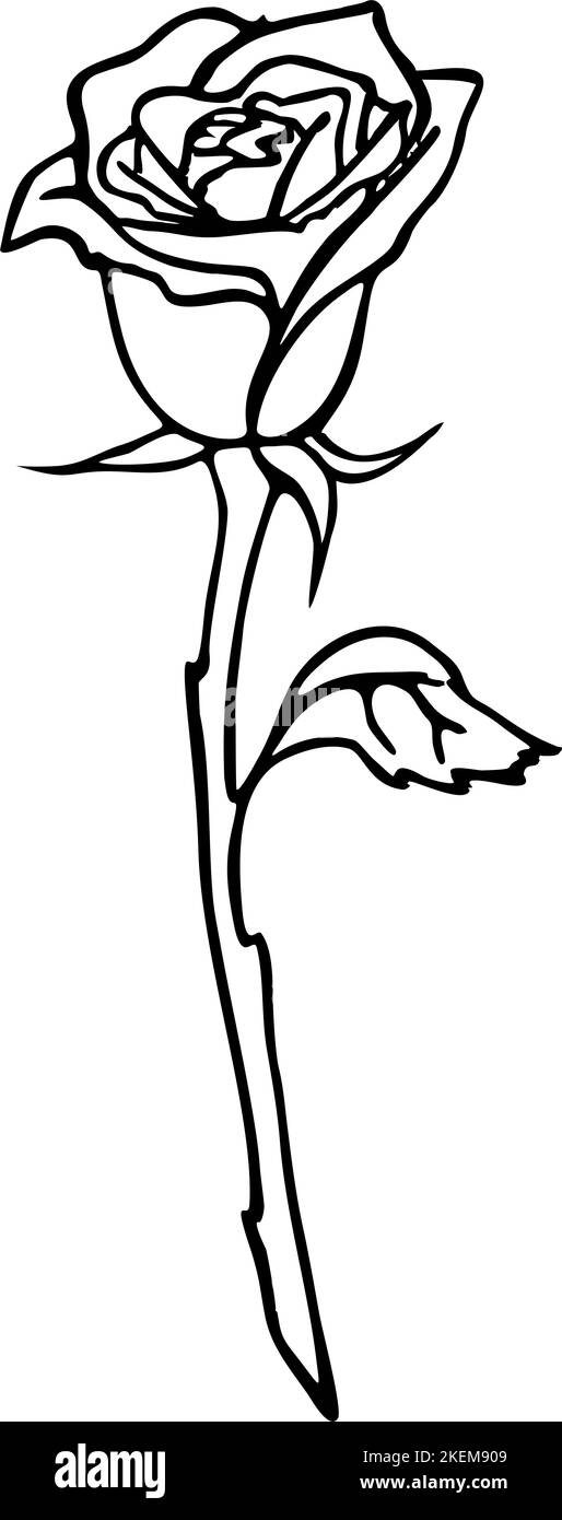 dessin de contour noir d'une grande fleur rose sur fond blanc, élément isolé, décor Banque D'Images