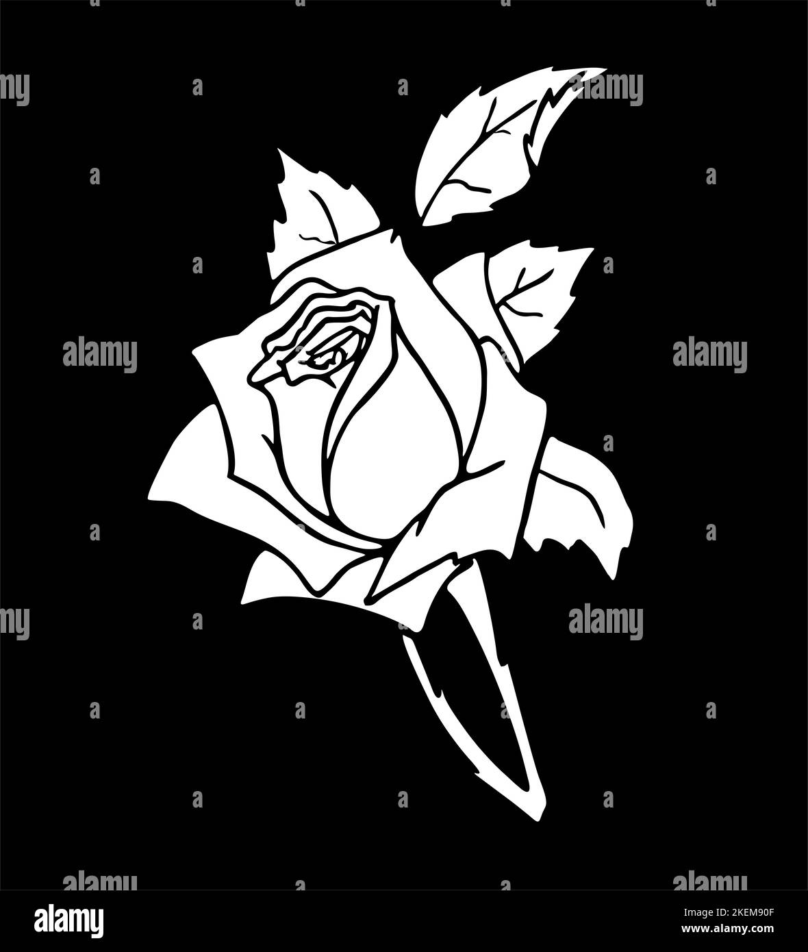 dessin blanc d'une grande fleur rose sur fond noir, élément isolé, décor Banque D'Images