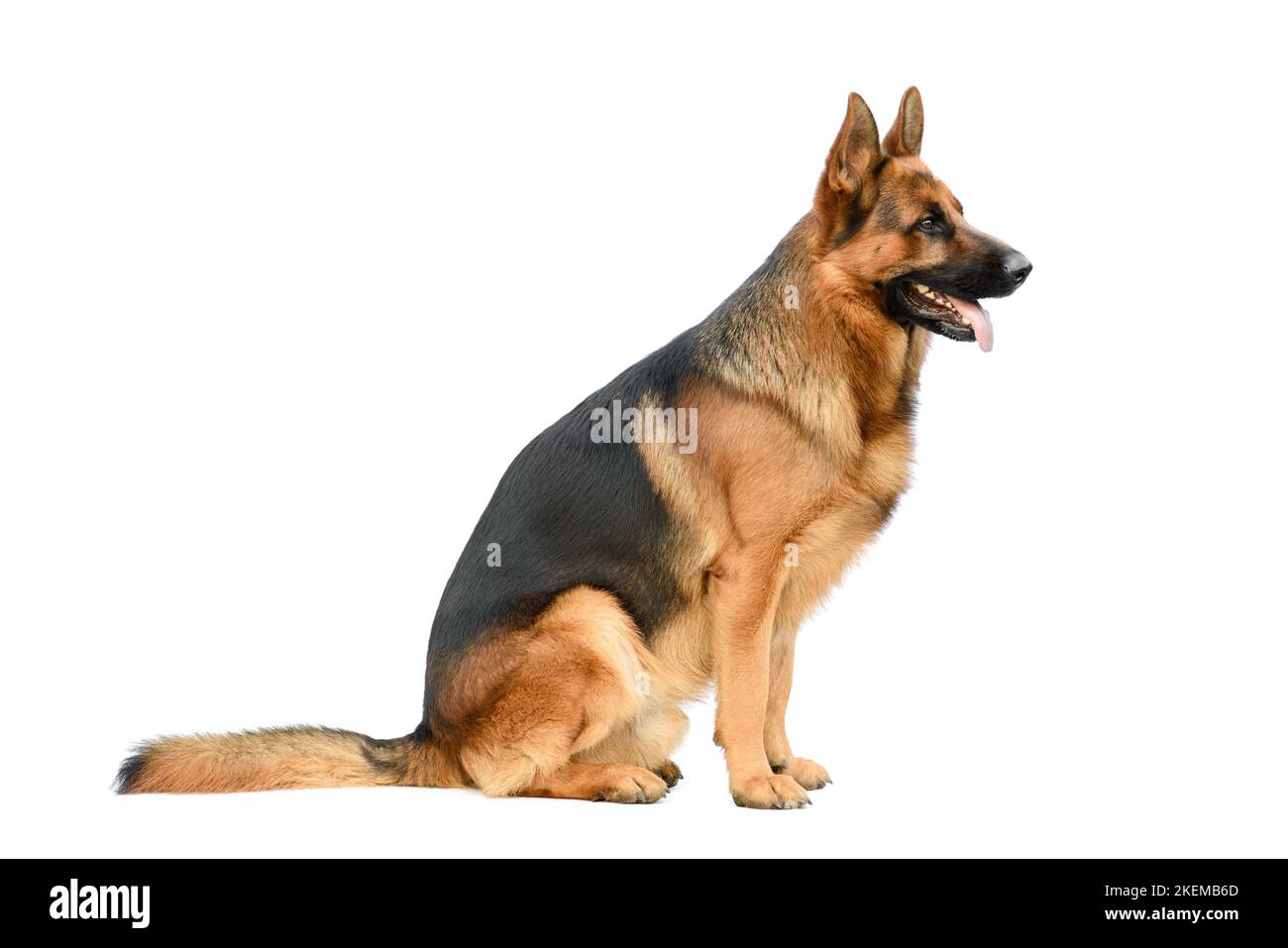 Berger allemand assis sur le fond blanc. Chien de service ou de travail isolé sur fond blanc. Banque D'Images