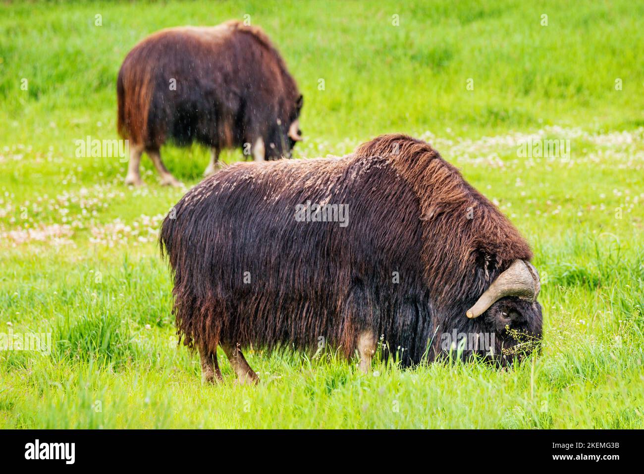 Ox musqué dans les pâturages; ferme d'Ox musqué; Palmer; Alaska; États-Unis Banque D'Images