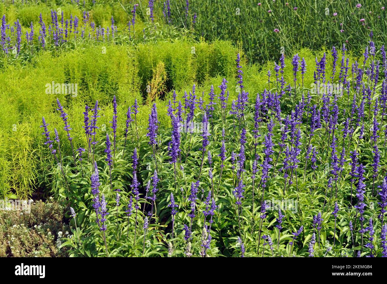 Champ avec fleurs de sauge pourpres, salvia officinalis. Nature. Banque D'Images