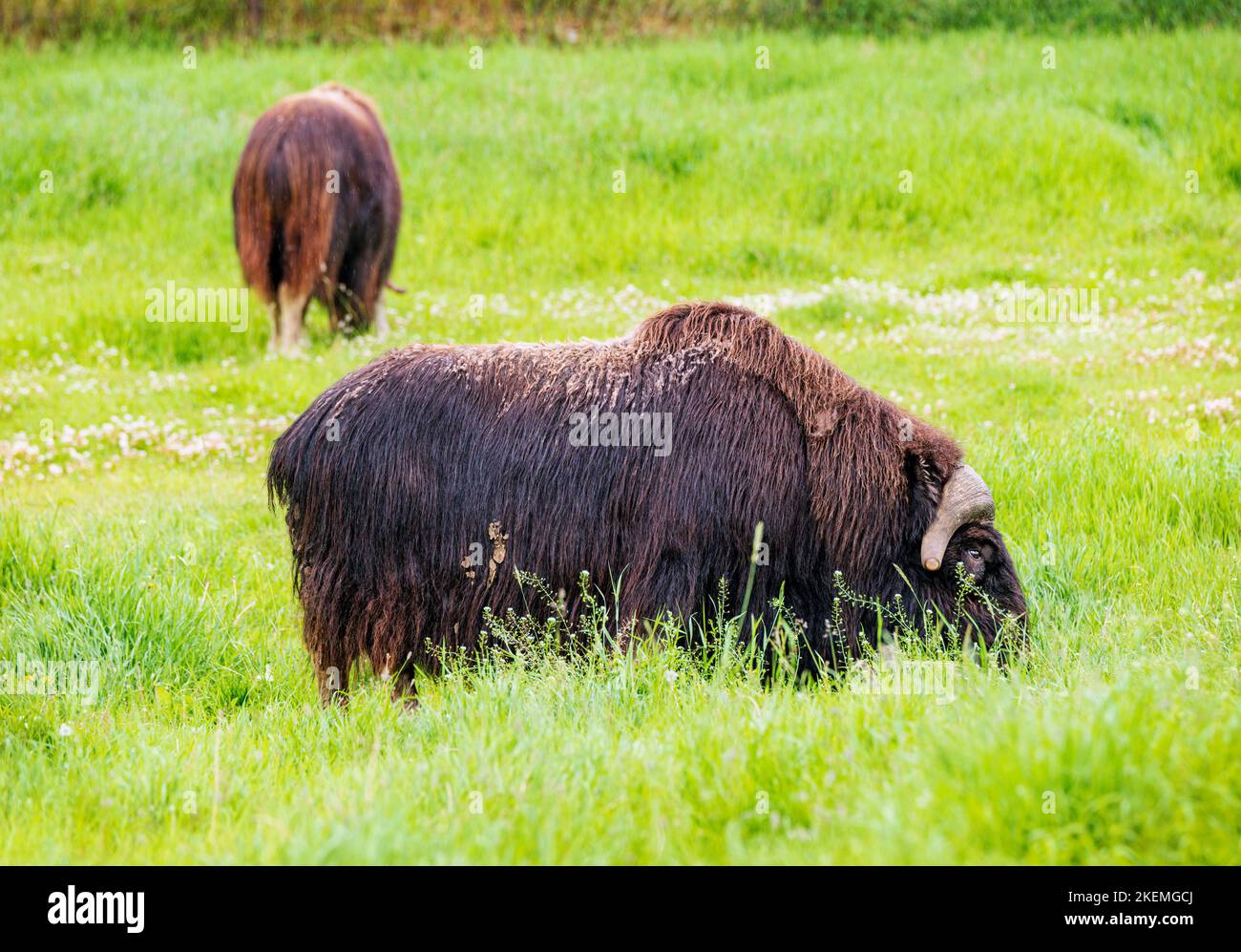 Ox musqué dans les pâturages; ferme d'Ox musqué; Palmer; Alaska; États-Unis Banque D'Images