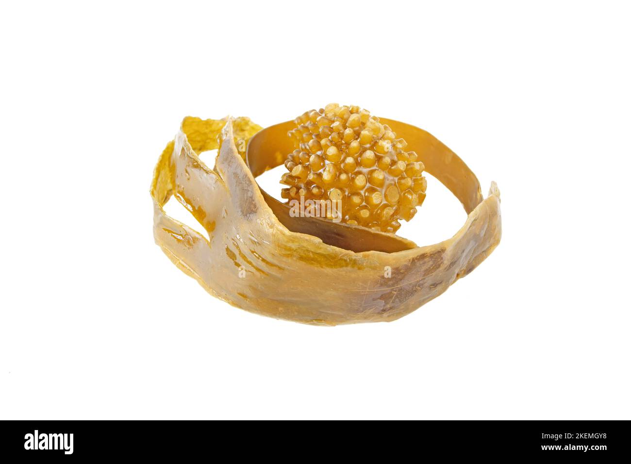 Laminaria isolé sur blanc. Algues brunes ou varech. Algues marines de source alimentaire et d'iode. Holdfast et laminae. Ingrédient de médecine et de cosmétiques. Banque D'Images